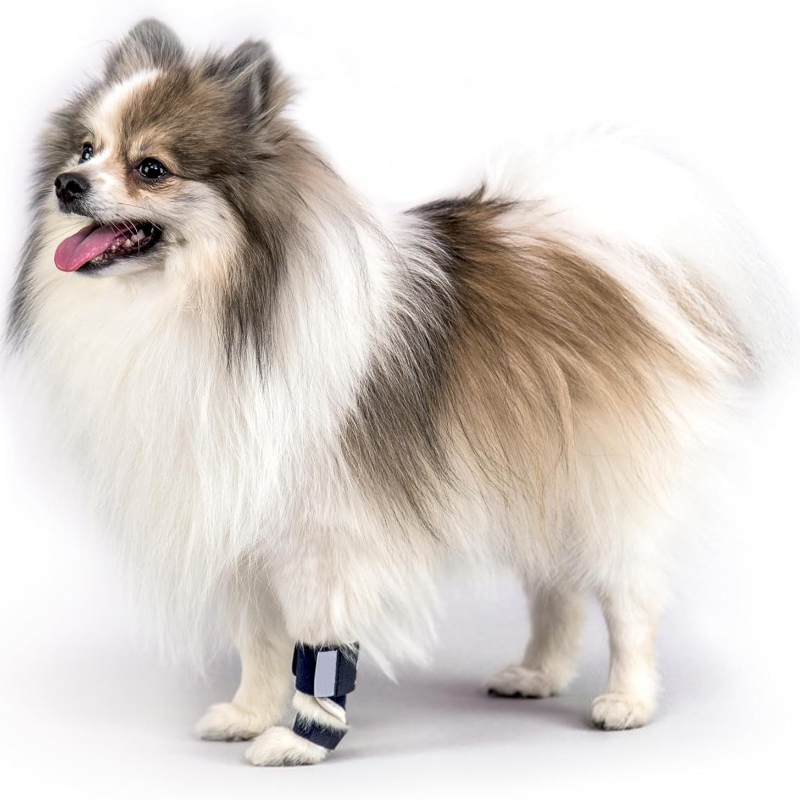 دعامة للكلاب لعلاج التواءات وك - مراجعة Ankle Brace Support وسعره